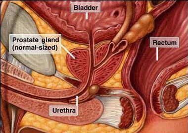 Prostatas dziedzera atrašanās vieta vīrieša ķermenī